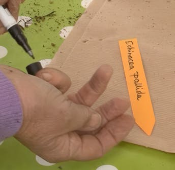 såing av blomsterfrø såing av blomsterfrø